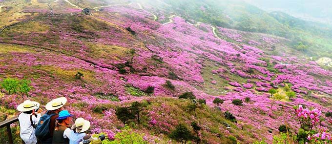 황매산철쭉제